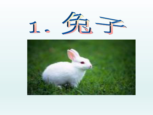 一年级上册科学课件-2.1兔子  大象版(共13张PPT)