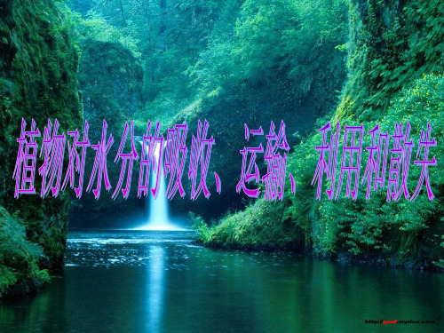 植物对水分的吸收、运输、利用和散失