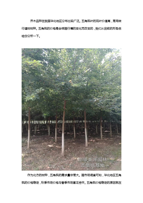五角枫价格行情