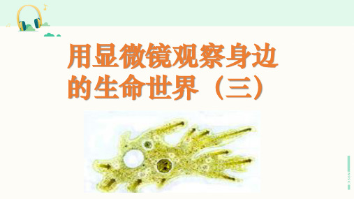 教科版科学六年级下册《用显微镜观察身边的生命世界(三)》课件