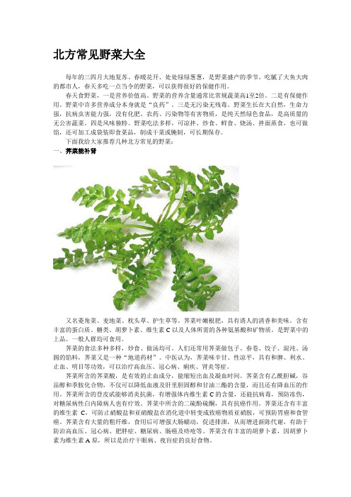 北方常见野菜大全