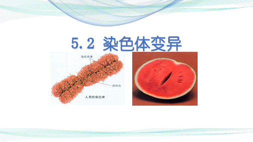 染色体的变异人教版高中生物必修二ppt推荐