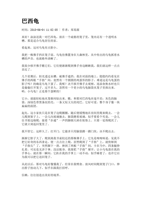 【初高中作文】巴西龟