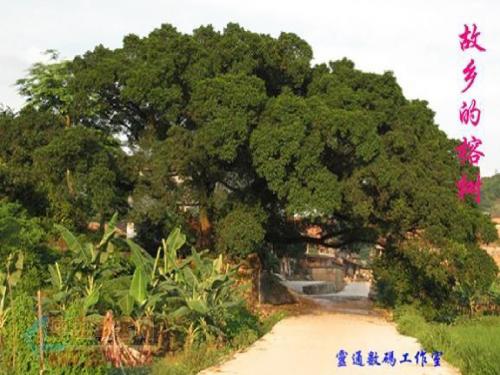 【高中语文】故乡的榕树ppt精品课件58