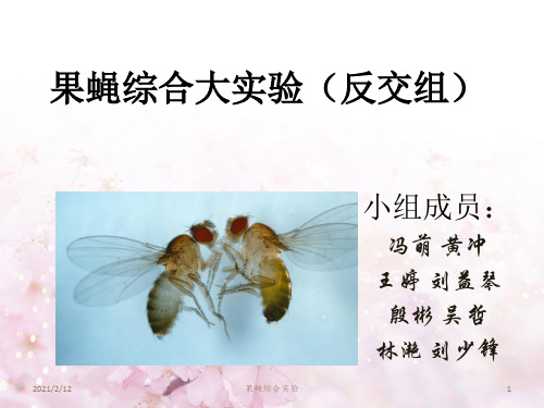 果蝇xy(反交)PPT课件