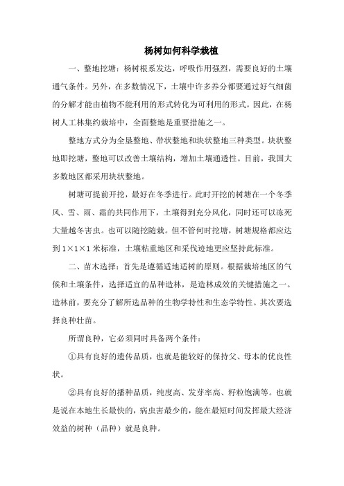 杨树如何科学栽植