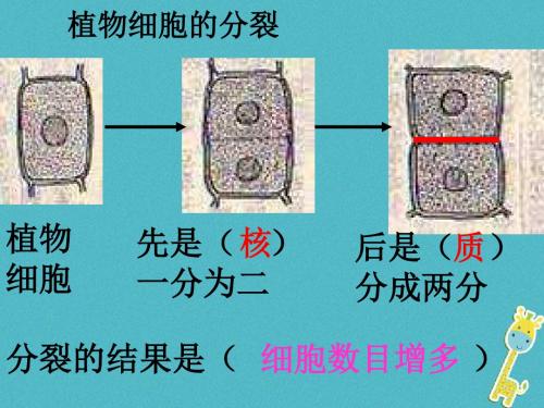 动物体的结构层次PPT优秀课件50 人教版