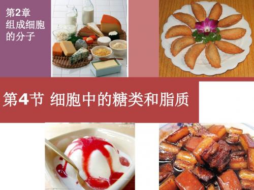 2.4细胞中的糖类和脂质