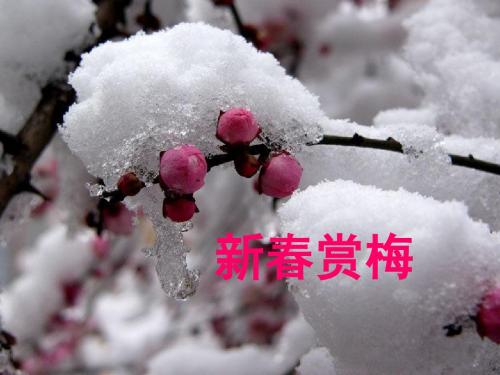 三年级语文上册第八单元新春赏梅精选教学PPT课件1湘教版