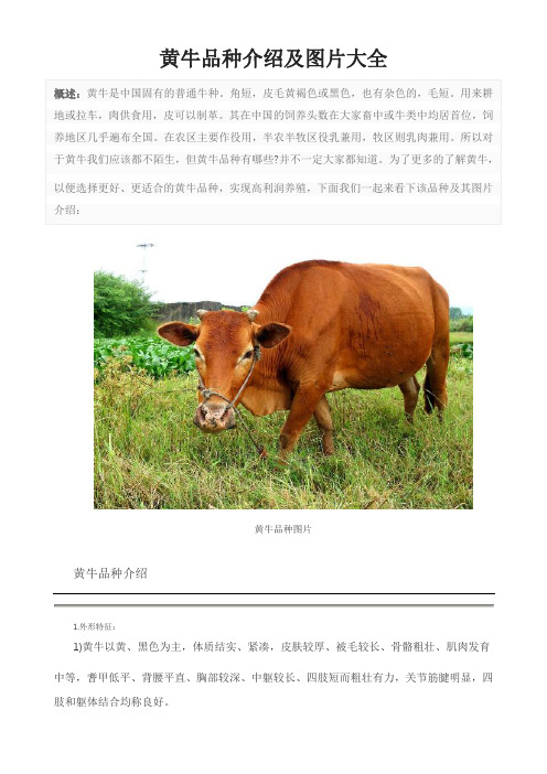 黄牛品种介绍及图片大全