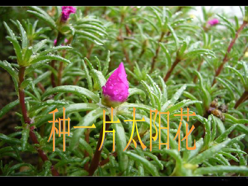 四年级下册语文课件-种一片太阳花北师大版 (共25张PPT)