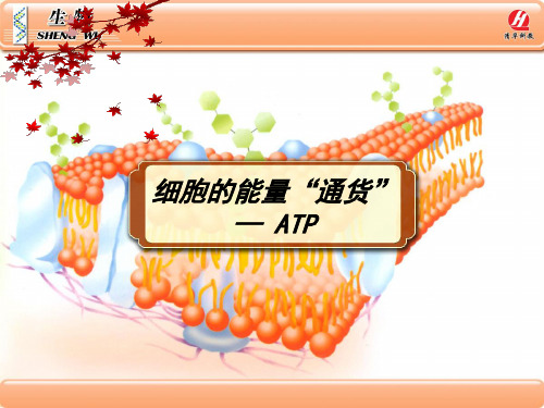 生物学①必修5.2《细胞的能量“通货”——ATP》PPT课件