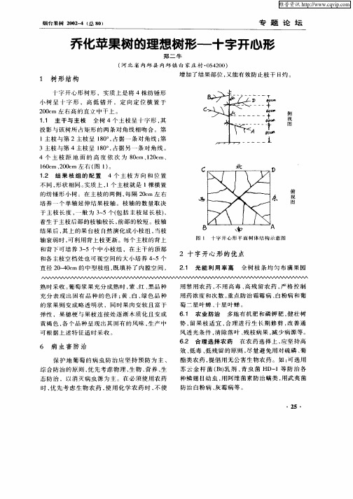 乔化苹果树的理想树形—十字开心形