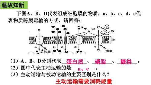 人教版必修一 5.1 降低化学反应活化能的酶 课件(共57张PPT)