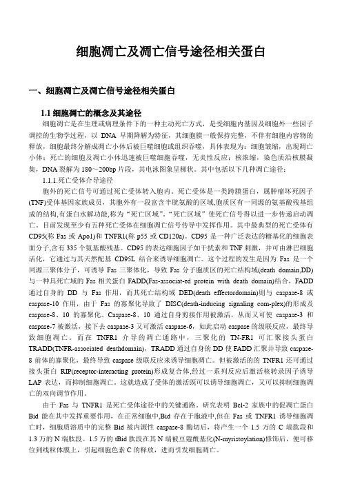 细胞凋亡及凋亡信号途径相关蛋白