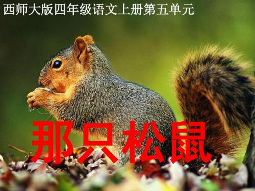 18《那只松鼠》