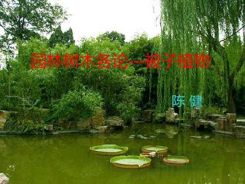 木犀科园林树木简介
