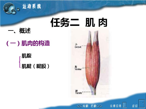 03运动系统-2