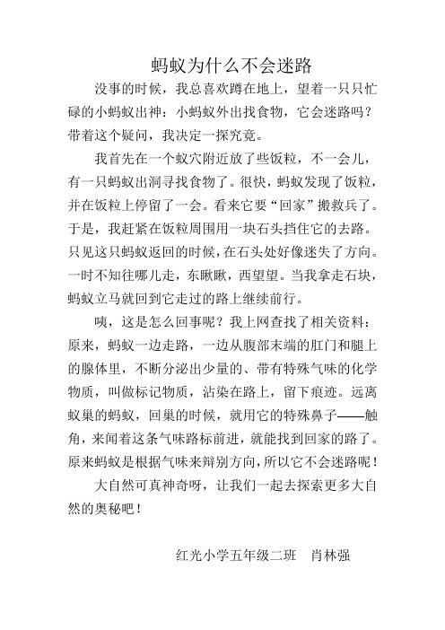 蚂蚁为什么不会迷路