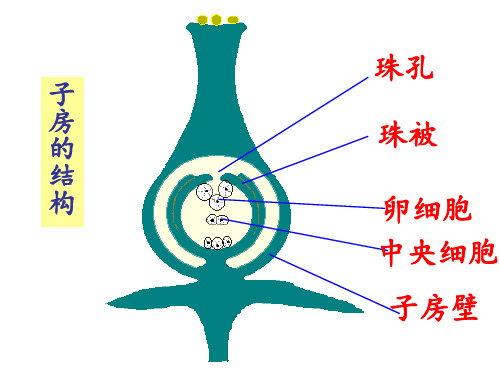 4-1-3果实和种子的形成课件