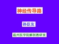 《系统解剖学》课件：传导路-孙臣友-2002-2003-2
