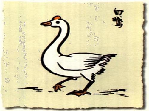 《白鹅》PPT课件