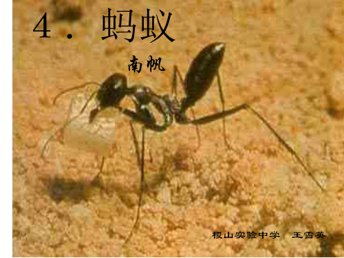 《蚂蚁》--北师大版(新编201911)