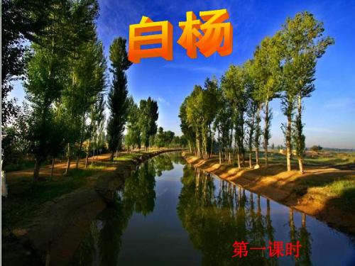 白杨PPT课件