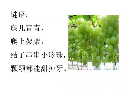 公开课《葡萄》PPT课件79973