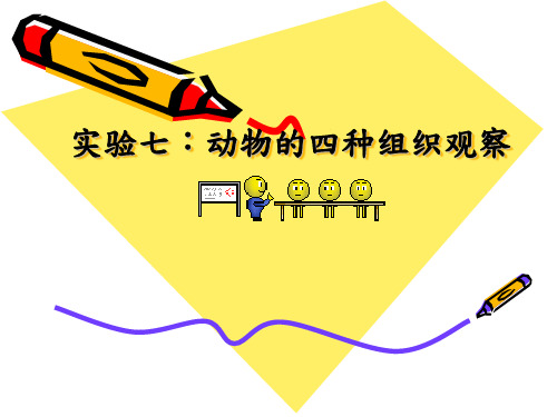 动物四大基本组织观察