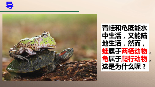 人教版生物八年级上册第五单元第一章第五节“两栖动物和爬行动物”(第一课时)课件优秀课件