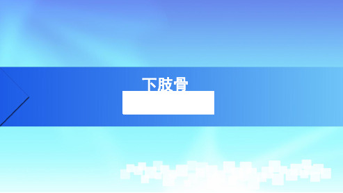 下肢骨人体解剖学
