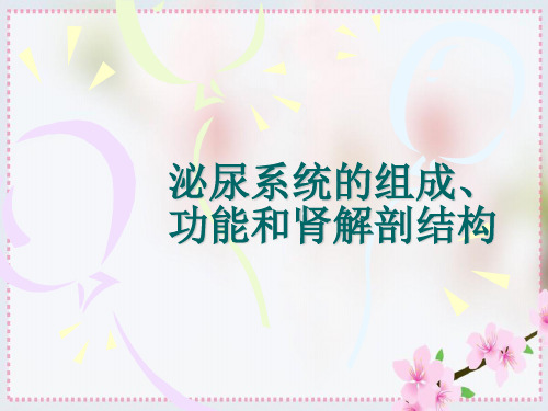 泌尿系统的组成、功能和肾解剖结构