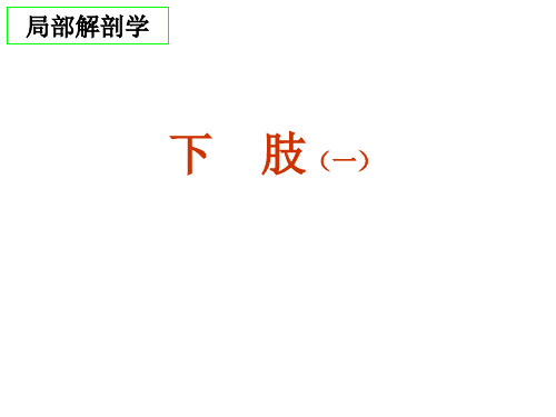 下肢局部解剖