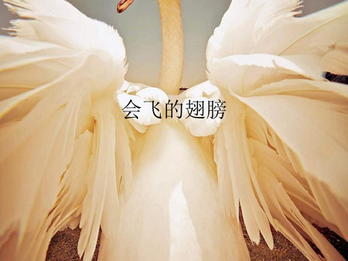 湘美版美术一年级下册课件-15. 会飞的翅膀1