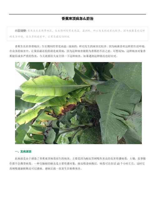 香蕉束顶病怎么防治