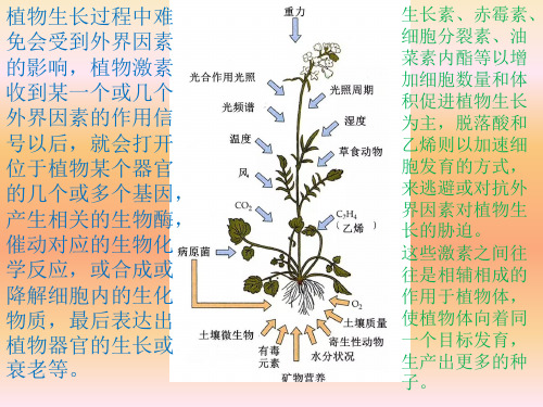 【新教材人教版生物】环境因素参与调节植物的生命活动ppt完整版1