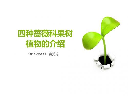 植物资源学-四种蔷薇果树植物的介绍