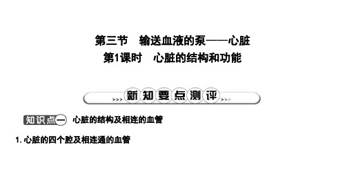 新人教版七年级下册生物课件：心脏的结构和功能