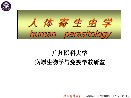 医学节肢动物、蚊、蝇(1)2014级