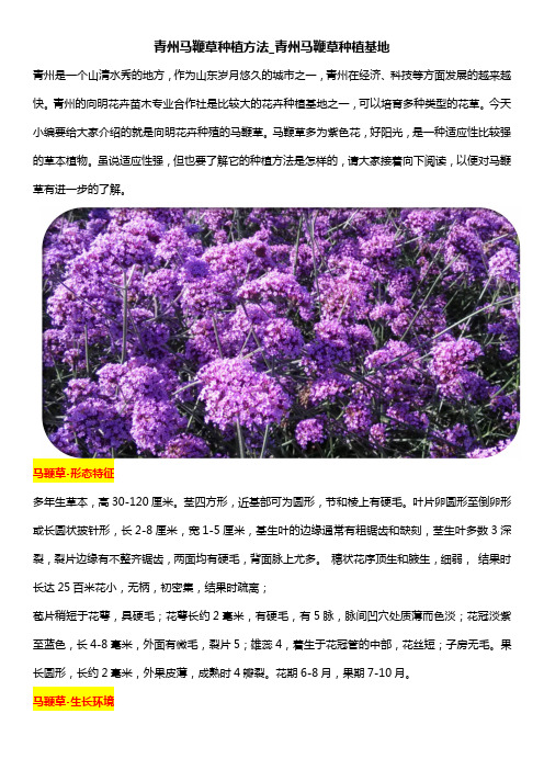 青州马鞭草种植方法_青州马鞭草种植基地