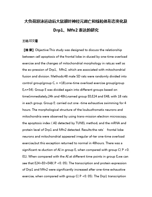 大负荷游泳运动后大鼠额叶神经元凋亡和线粒体形态变化及Drp1、Mfn2表达的研究