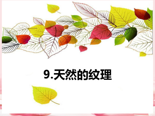 《天然的纹理》PPT教学课件