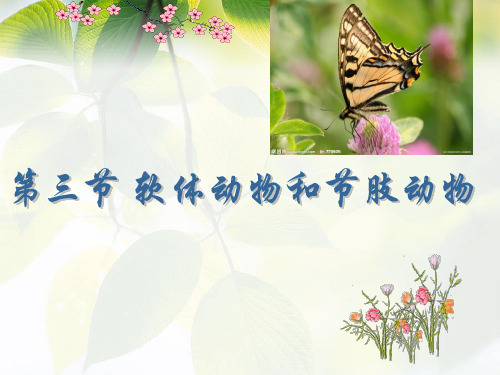 人教版八年级生物上册第1章第3节软体动物和节肢动物(共28张PPT)