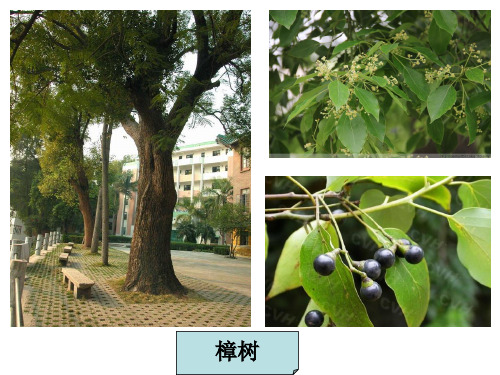 《多种多样的植物》PPT课件下载教科版小学3