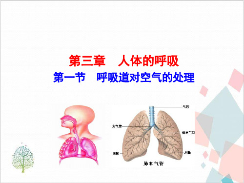 初中生物人教版《呼吸道对空气的处理》_课件
