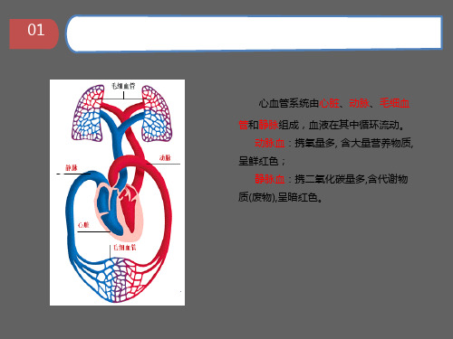 心脏的基本解剖