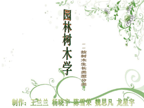 按树木生长类型分类