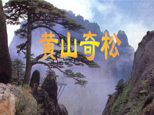 苏教版小学五年级语文(上册)黄山奇松课件