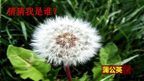 【精选】一年级上册科学课件-1.2《观察一棵植物》  ｜教科版           (共13张PPT)